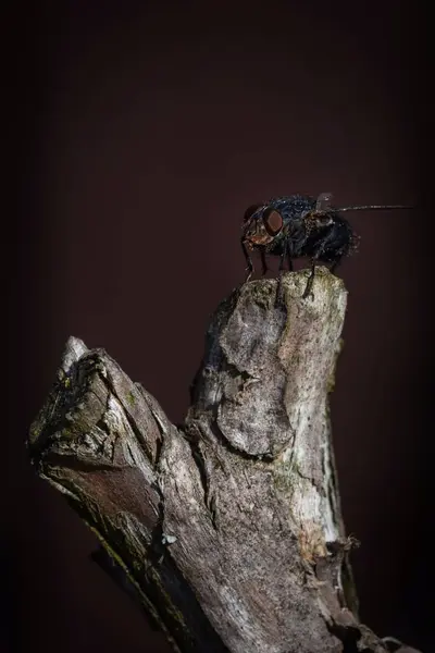 kapalı - böcek seçici odak görünümü