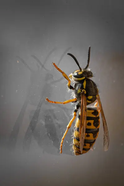 bir pencere üzerinde yaban arısı