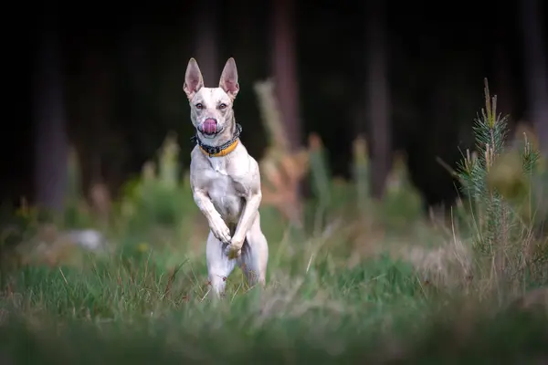 Saf bir Fransız buldoğasının portresi..