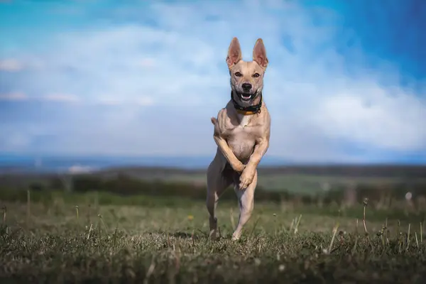 Baharda tarlada koşan bir köpek.