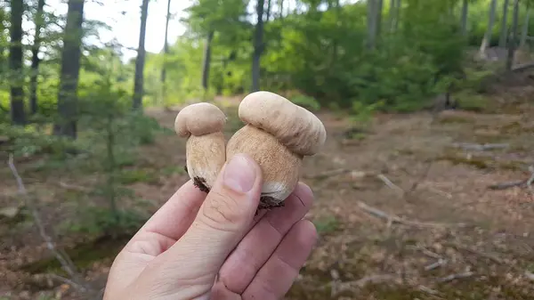 Ormanda taze mantar toplayan bir erkeğin yakın plan fotoğrafı.