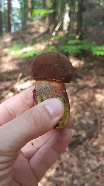 Mantar tutan bir kadının elini kapat.