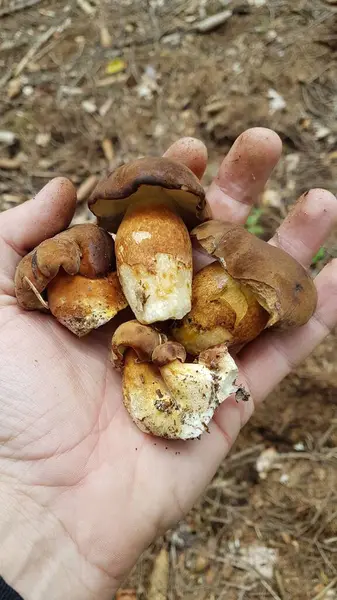 Mantar tutan bir adama yaklaş.