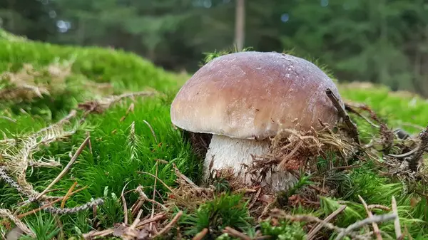 Ormandaki bir mantara yaklaş.