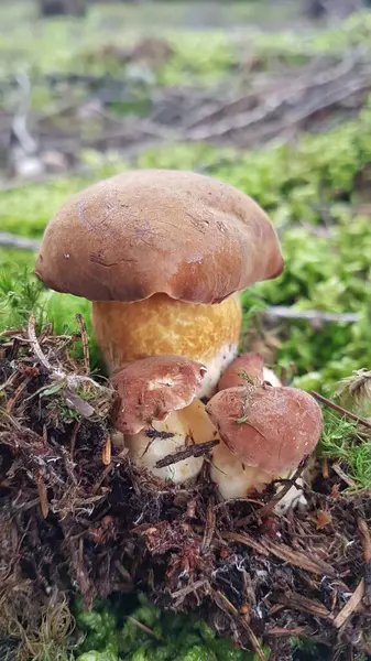 Ormanda büyüyen mantar