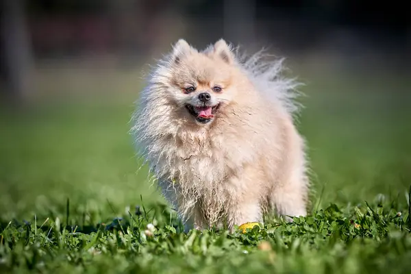 Parktaki mutlu Pomeranya dili