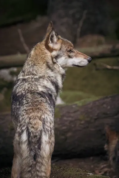 Güzel bir kurdun yakın plan çekimi.