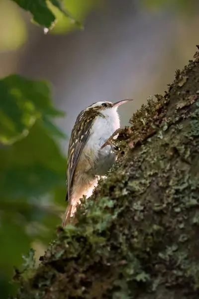 Ormandaki güzel kuş