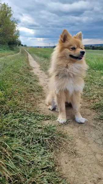 Otların arasında Pomeranya köpeği