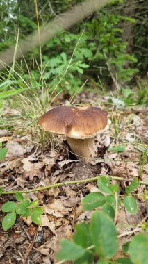 Boletus edulis, yaygın olarak Porcini mantarı olarak bilinir, büyük, kahverengi, dışbükey bir kapak ve sağlam, kalın bir sapı gösterir.