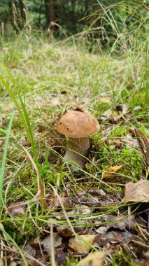 Küçük kahverengi başlıklı mantar, muhtemelen bir bolete, yemyeşil orman zemininden çıkar.
