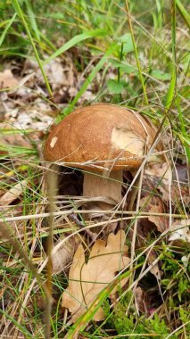 Kahverengi bir mantar, muhtemelen bir Boletus edulisi, yeşil otlar ve kuru yaprakların arasında yetişir.