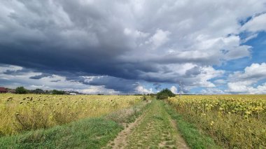 Kırsal bir arazide, sararan ayçiçekleri (Helianthus annuus) tarlalarıyla çevrili bir toprak yol bulunur.)