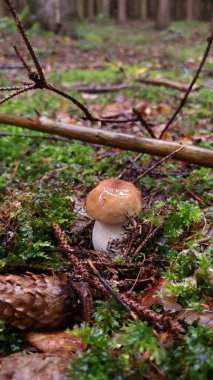 Küçük bir mantar, muhtemelen bir Boletus türü, pürüzsüz, kahverengi bir kapak ve beyaz bir gövde, orman zemininde yeşil yosun ve kahverengi dalların arasında yetişir.