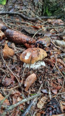 Hafif hasarlı kapaklı kahverengi bir mantar, orman zemininde kuru yapraklar, çam iğneleri ve dallar arasında yetişir.