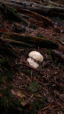 Orman ortamında büyüyen küçük mantar kısmen toprak ve organik maddeyle kaplıdır.
