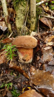 Bir Boletus mantarı orman zemininde dökülen yaprakların ve dalların arasında yetişir.