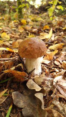 Boletus edulis mantarı düşmüş yaprakların ve çimenlerin arasında bir ormanda.