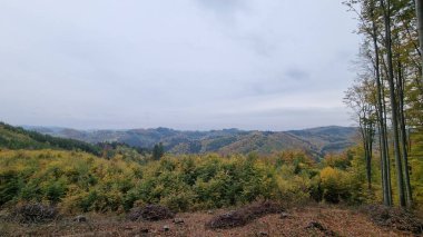Sonbahar yapraklı sık ağaç kümeleri içeren geniş bir orman manzarası ağırlıklı olarak yeşil ve sarı tonlarda.