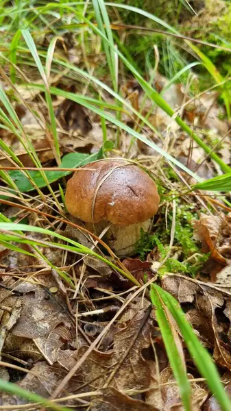 Porcini mantarı (* Boletus edulis *) kalın, kremsi beyaz bir gövde ve geniş, kahverengi bir başlık ile bazı beyaz yamaları gösterir.