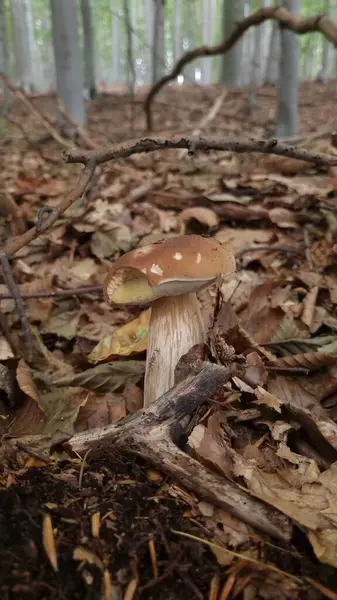 Kahverengi başlıklı beyaz benekli bir mantar orman zemininde çürüyen yapraklar ve dallar arasında yetişir.