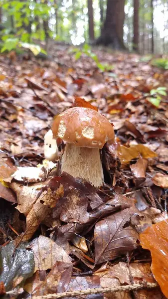 Kahverengi mantar, muhtemelen bir Boletus türü, ormanda yetişiyor.