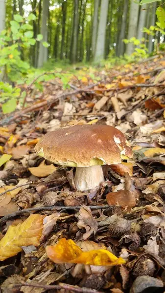 Orman ortamında mantar, muhtemelen bir cep (Boletus edulis), büyük, kahverengi şapkalı ve kalın beyaz saplı