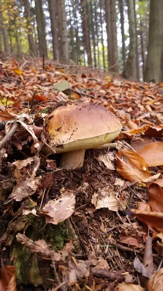 Kahverengi, kuru yapraklar ve dallarla kaplı bir orman zemininden büyük bir mantar çıkar.