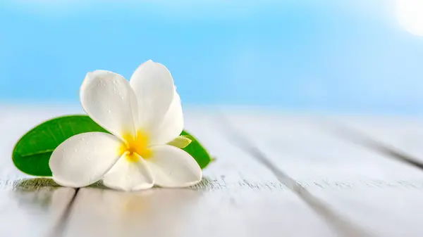 Masanın üzerinde beyaz frangipani çiçeği