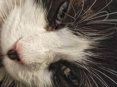 Kameraya bakan evcil bir kedi. 