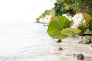 Vue de la plage aux Antilles - Guadeloupe 