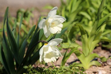 İki beyaz nergis çiçeği. 