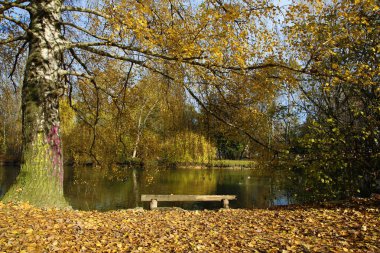 Sonbahar yaprakları arasında gölün arka planında sıralanır.