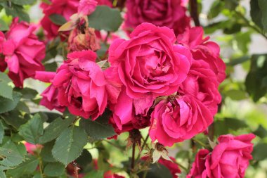 Bahçedeki pembe güllerden bir çalılık