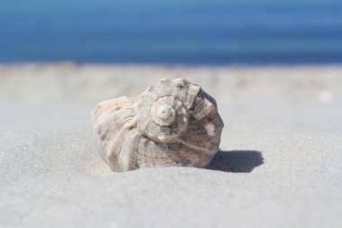 Denize karşı kumda bir deniz kabuğu
