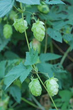 Taze yeşil zıpzıp çalısı