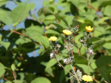 Sarı çiçekler ve mavi gökyüzü 
