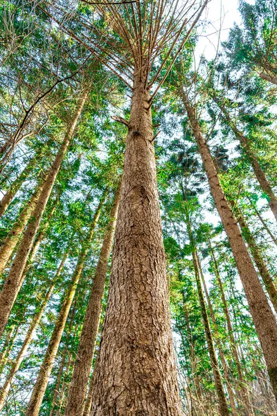  A vertical perspective captures towering trees stretching skyward. High quality photo