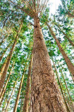  Dikey bir perspektif gökyüzüne doğru uzanan yüksek ağaçları yakalar. Yüksek kalite fotoğraf