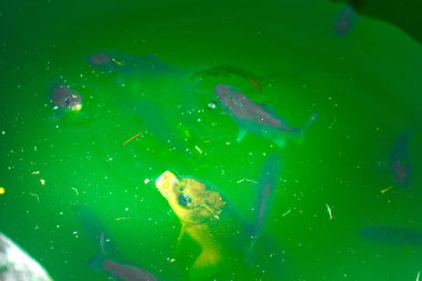 Gölette yüzen bir grup balık. Balıklar farklı coi cinsinden. Yüksek kalite fotoğraf