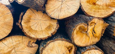 Doğadaki ağaç kütüklerine yakın çekim. Bir sürü kesilmiş kütük. Yüksek kalite fotoğraf