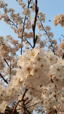 Baharda Kiraz Çiçeği 'nin yavaş çekim yakın çekimi. Yüksek kalite 4k görüntü