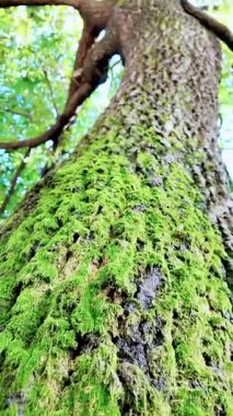 Aşağıdan yukarıya yosun içindeki ağaç manzarası. Yüksek kalite 4k görüntü