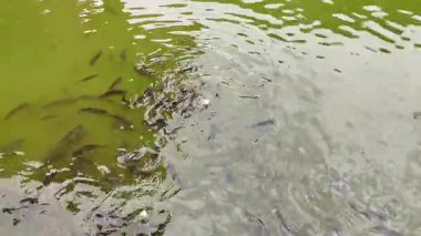 Göletteki çeşitli balık türlerini beyaz ekmekle beslemek. Yüksek kalite 4k görüntü