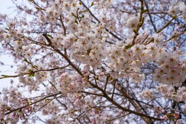 Soyut kiraz çiçekleri, yumuşak odak, arka plan. Yüksek kalite fotoğraf