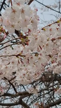 Arı çiçek açan beyaz bir çiçeğin yanında uçar. Yüksek kalite fotoğraf