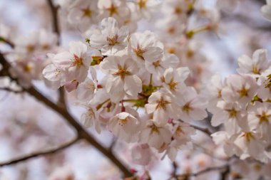 Soyut kiraz çiçekleri, yumuşak odak, arka plan. Yüksek kalite fotoğraf