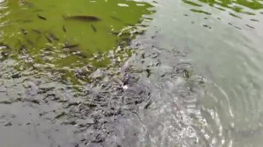 Göletteki çeşitli balık türlerini beyaz ekmekle beslemek. Yüksek kalite 4k görüntü