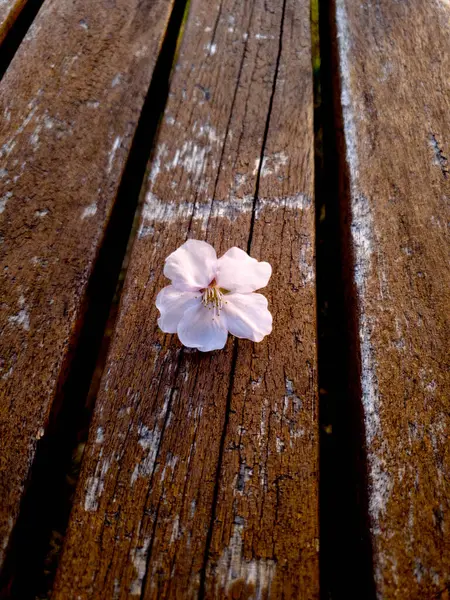 Bir sakura çiçeği ahşap bir bankta yatar. Yüksek kalite fotoğraf