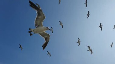 Martılar gökyüzünde uçuyor. Yüksek kaliteli FullHD görüntüler